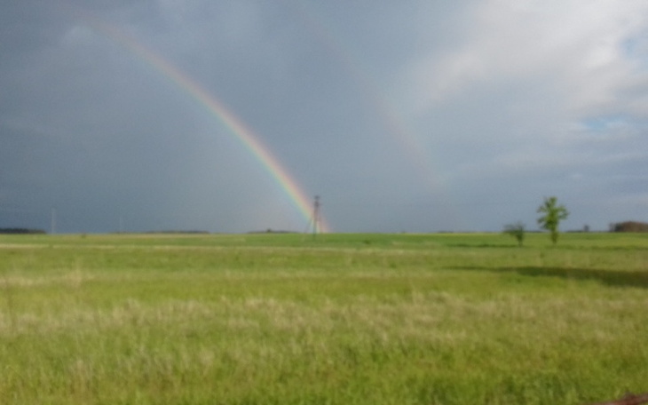 Pies w czapce Mikołaja, świąteczny nastrój.