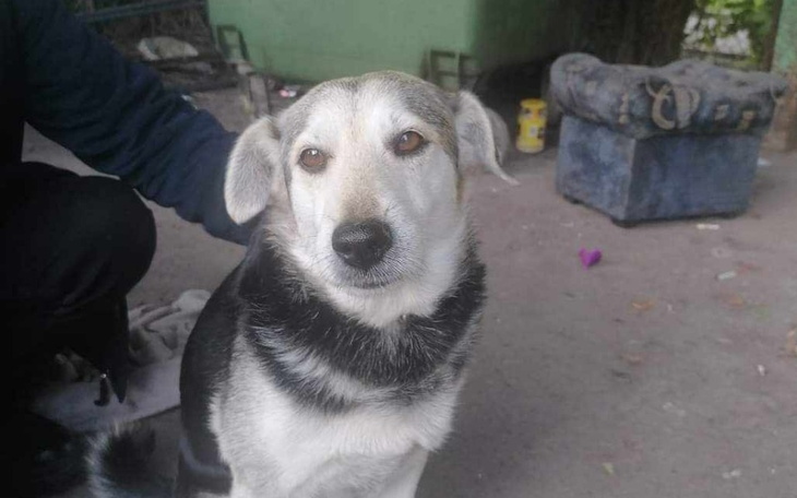 Zbiórka Uratujmy pieska ze śmietnika - zdjęcie główne