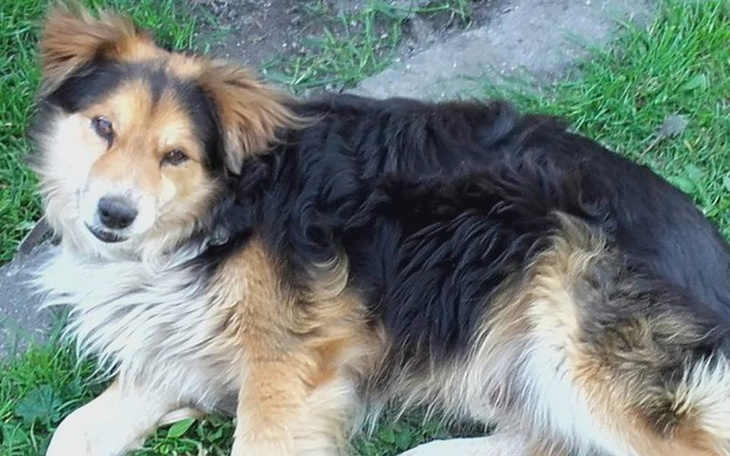 Zbiórka Wsparcie dla Łobuza - zdjęcie główne