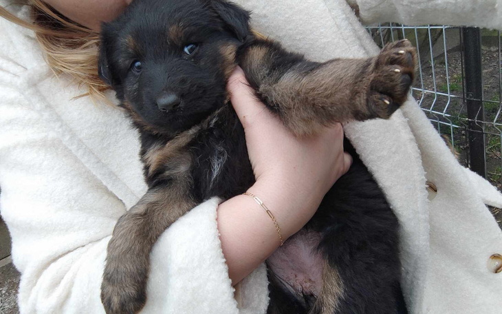 Zbiórka Transport maluszków do domu - zdjęcie główne