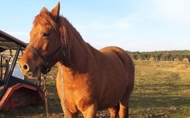 Zbiórka Klacz z łańcucha - zdjęcie główne