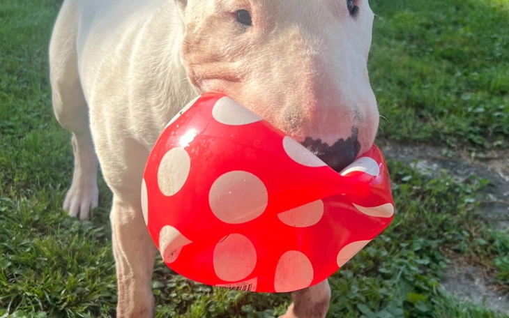 Zbiórka Zbiórka na wymarzony dom dla nas - zdjęcie główne