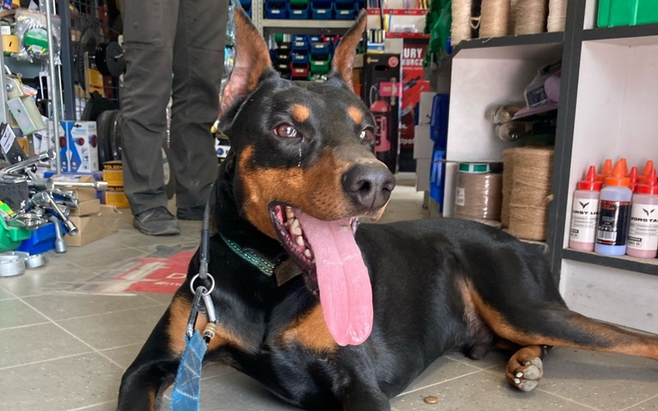 Pies rasy doberman, leżący w sklepie z narzędziami.