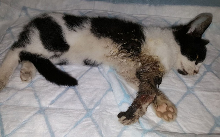 Zbiórka Ratujemy trzyłapka Benia - zdjęcie główne