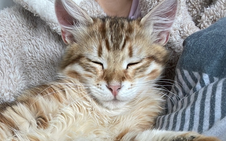 Zbiórka Leczenie nawrotu Williama - zdjęcie główne