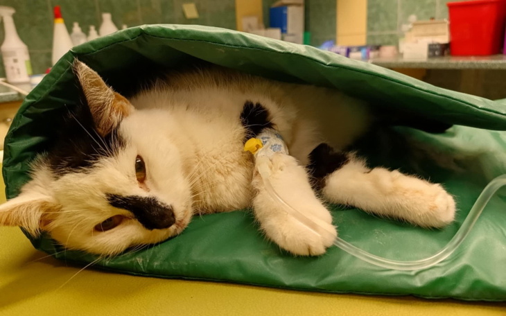 Kot w weterynarii, leżący w torbie.