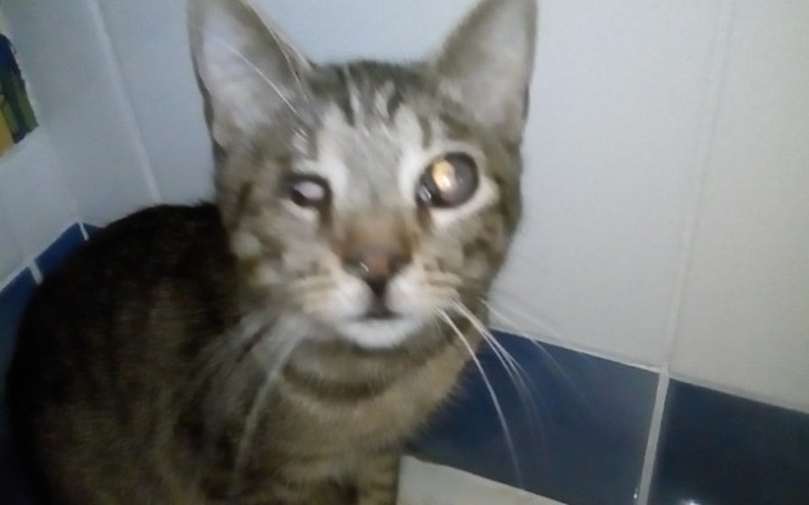 Zbiórka Tygrysek che zobaczyć świat - zdjęcie główne