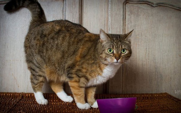 Zbiórka Misia i Rudzik dla Kociarni - zdjęcie główne