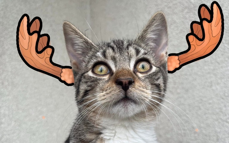 Zbiórka To ja Łoś i bez Was nie dam rady - zdjęcie główne