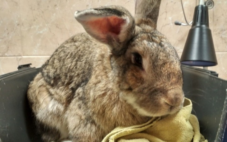 Zbiórka Staruszek Aspirant znów choruje - zdjęcie główne