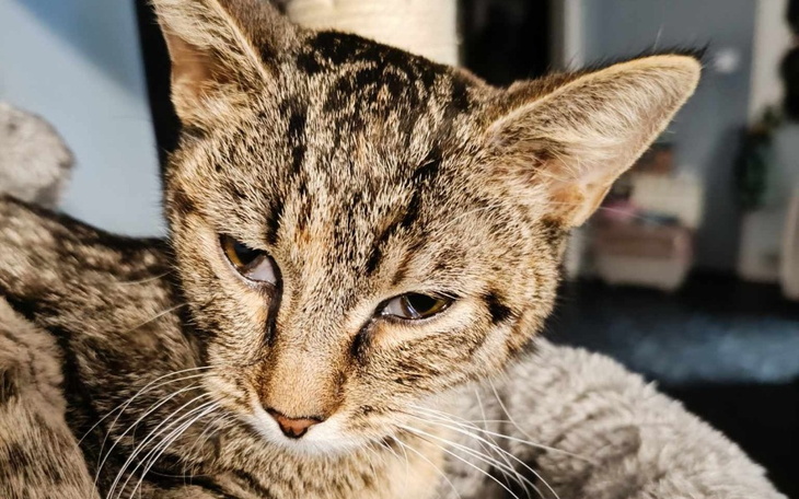 Zbliżenie na kota, z wyraźnymi detalami futra.