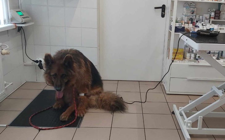 Pies rasy owczarek niemiecki w klinice weterynaryjnej, czekający na wizytę.