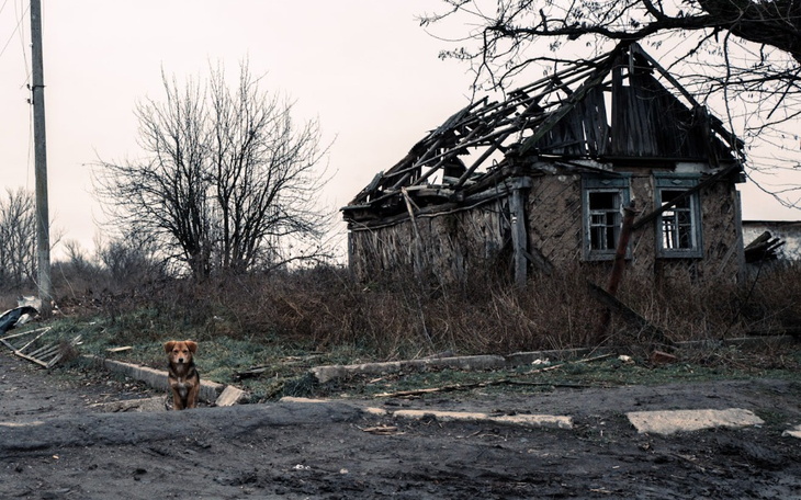 Zbiórka Wschód Ukrainy - dla zwierząt - zdjęcie główne