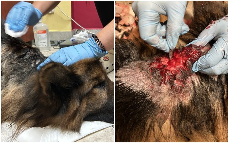 Pies w trakcie leczenia, z ranami na głowie.