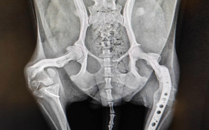 Rentgen pokazujący strukturę kości miednicy.
