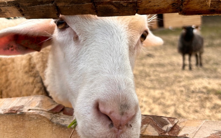 Zbiórka Na ochronę owiec przed wilkami - zdjęcie główne