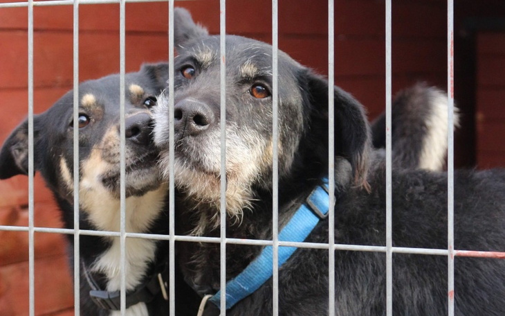Zbiórka Inflacja dotyka nawet zwierząt - zdjęcie główne