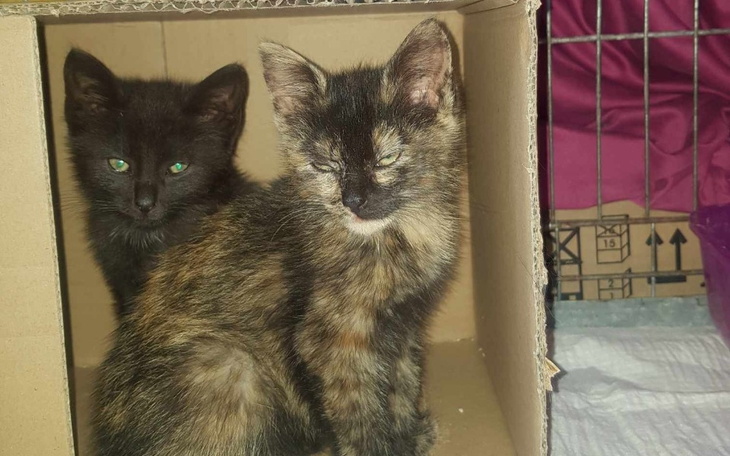 Dwa małe koty w kartonowym pudełku, wyglądające na ciekawskie.