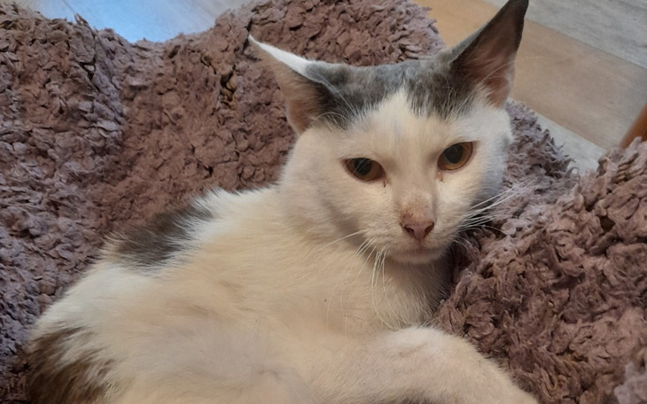 Zbiórka zbiórka na wyleczenie kota - zdjęcie główne