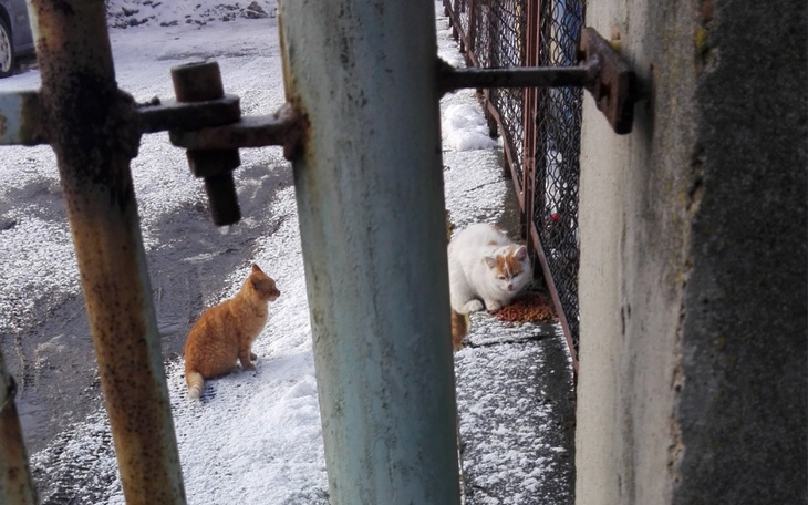 Zbiórka Ciężki zimowy czas - zdjęcie główne