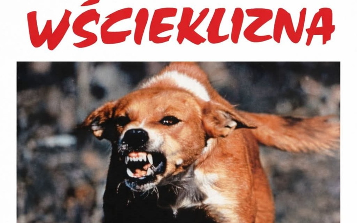 Plakat z psem z wściekliźnie, z wyraźnym napisem.
