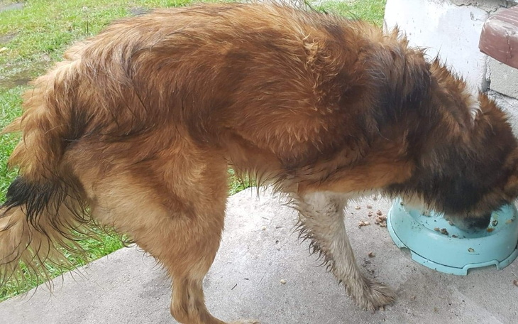 Zbiórka Z pola do hoteliku, pomóżmy - zdjęcie główne