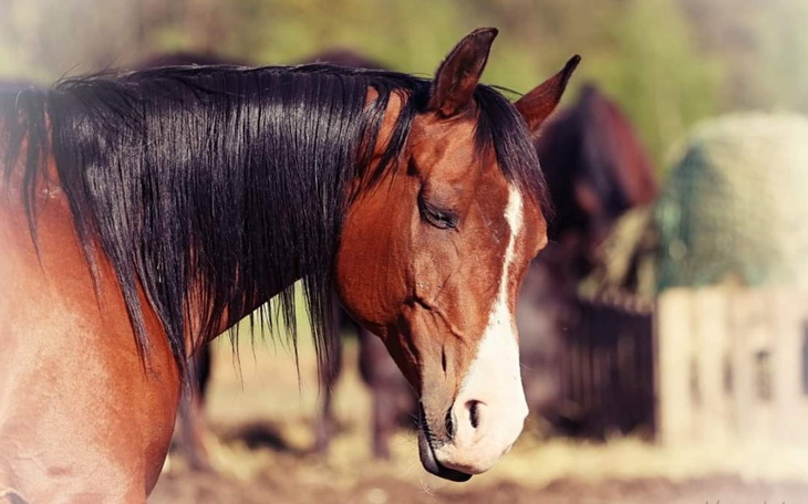 Zbiórka Wsparcie w leczeniu Wajrata - zdjęcie główne