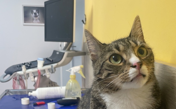 Zbiórka Nekuś potrzebuje TWOJEJ pomocy - zdjęcie główne