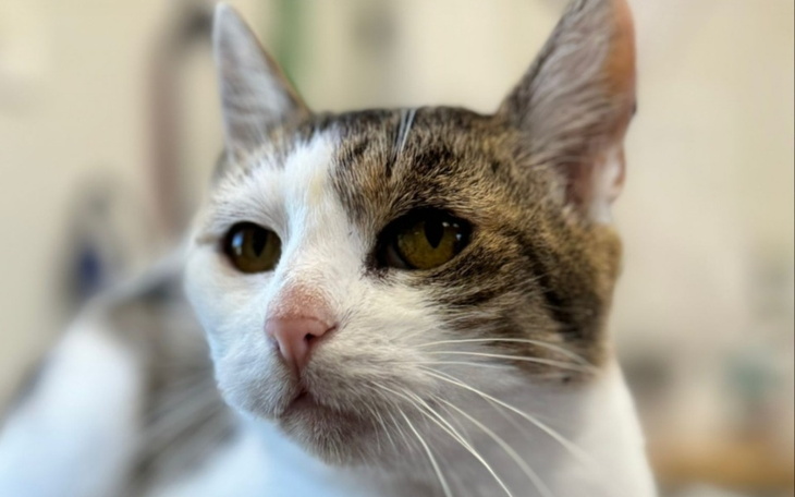 Zbiórka Bez Waszej pomocy umrę. - zdjęcie główne