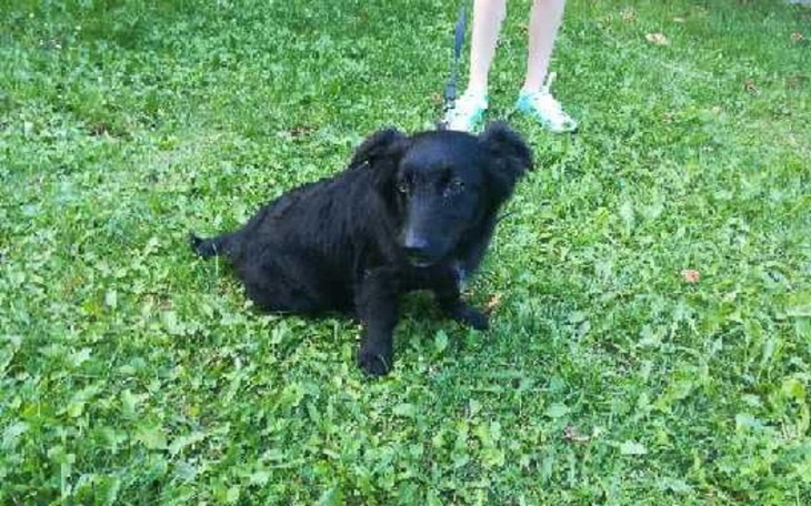 Zbiórka Transport do Krakowa dla Suni - zdjęcie główne