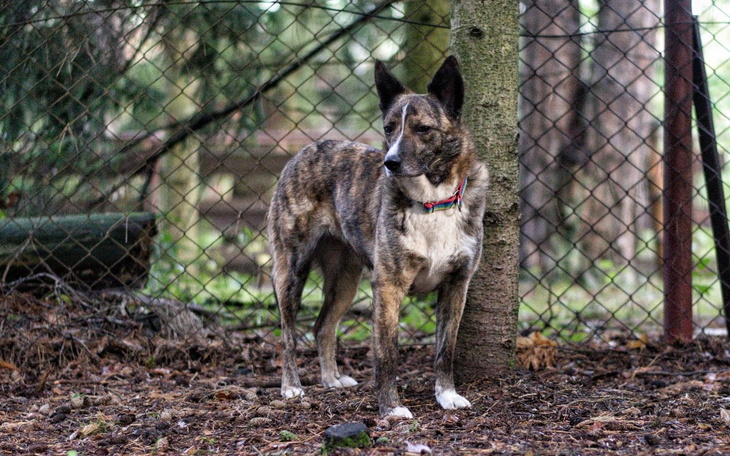Zbiórka Dalszy pobyt Lusi w Psiakowie - zdjęcie główne