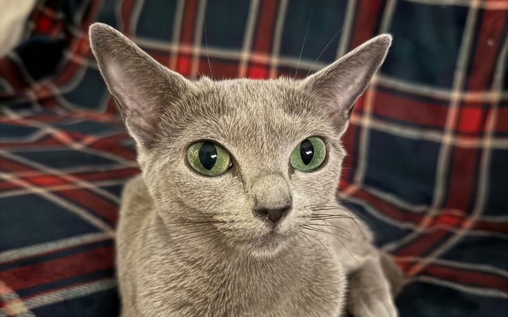 Szary kot z dużymi zielonymi oczami, leżący na kraciastej kanapie.