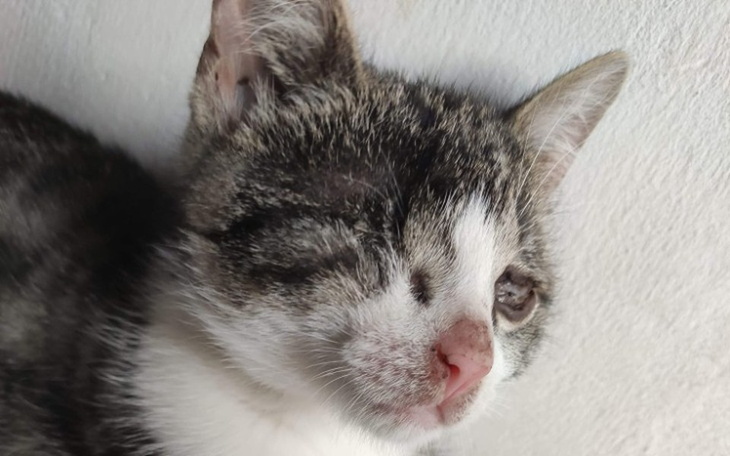 Zbiórka Kotka Luli - zdjęcie główne