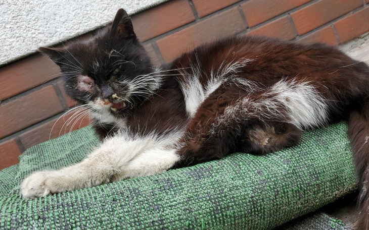 Zbiórka KOCI KATAR - potrzebna pomoc - zdjęcie główne