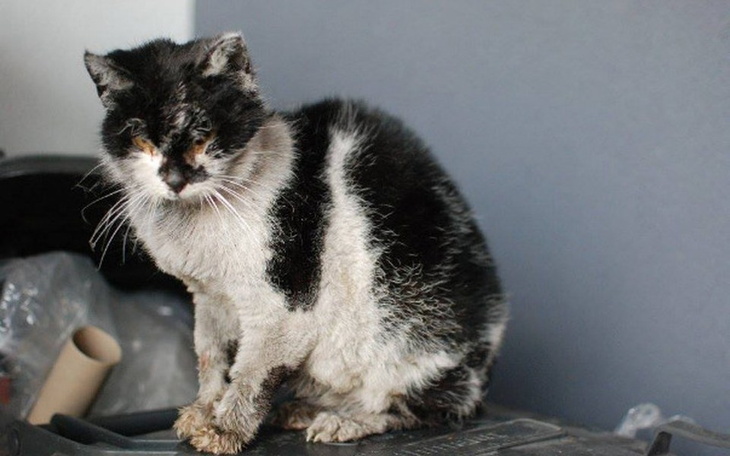 Zbiórka Smeli zbiera na leki i badania - zdjęcie główne