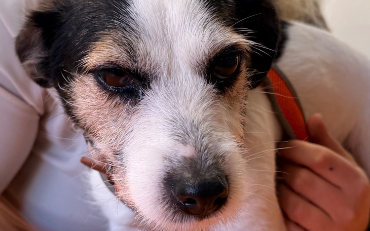 Zbliżenie na psa, z wyrazem twarzy pełnym emocji.