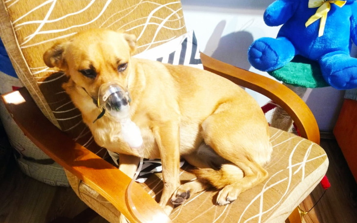 Zbiórka Leczenie Tinki - zdjęcie główne