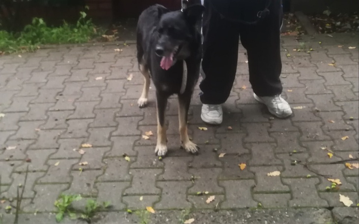 Zbiórka Głodne Psiaki - zdjęcie główne