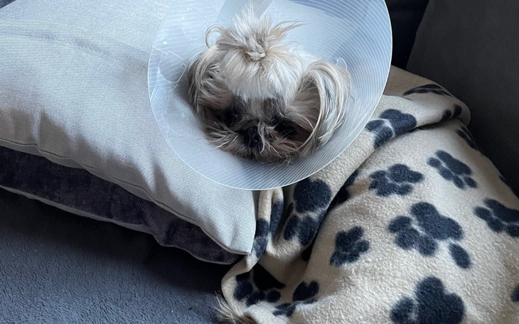 Zbiórka Spraw by Suzi mogła znów biegać - zdjęcie główne