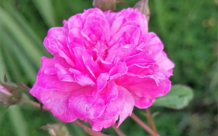 Zbiórka Leczenie Mojego Kochanego PSA - zdjęcie główne