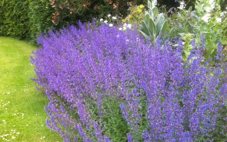 Zbiórka Lawenda - zdjęcie główne