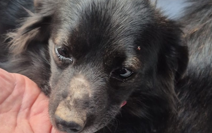 Czarny pies z brudną mordką, leżący na ręce.