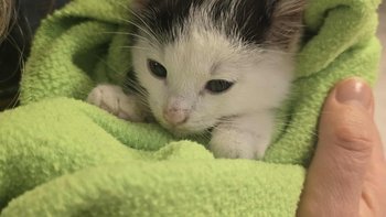 Zbiórka Wirus może zabić Bejbi - miniaturka zdjęcia