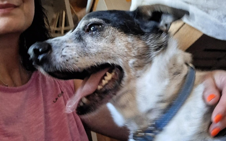 Pies z uśmiechem przytulony do właściciela.