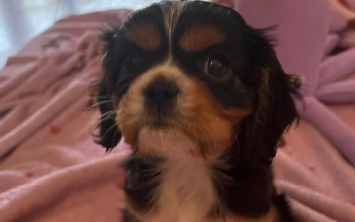 Charlie on his rescue day