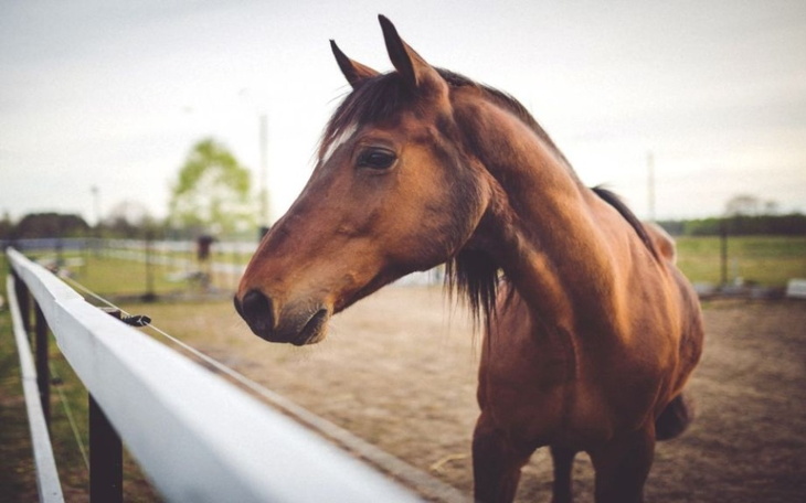 Zbiórka Chcę rozwijać pasję - zdjęcie główne