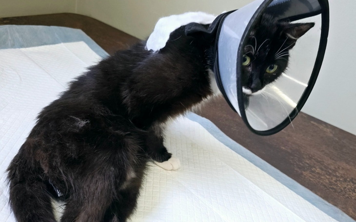 Kot w kołnierzu ochronnym, wyglądający na zmartwionego.