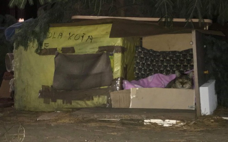 Zbiórka Domki dla bezdomnych kociaków - zdjęcie główne