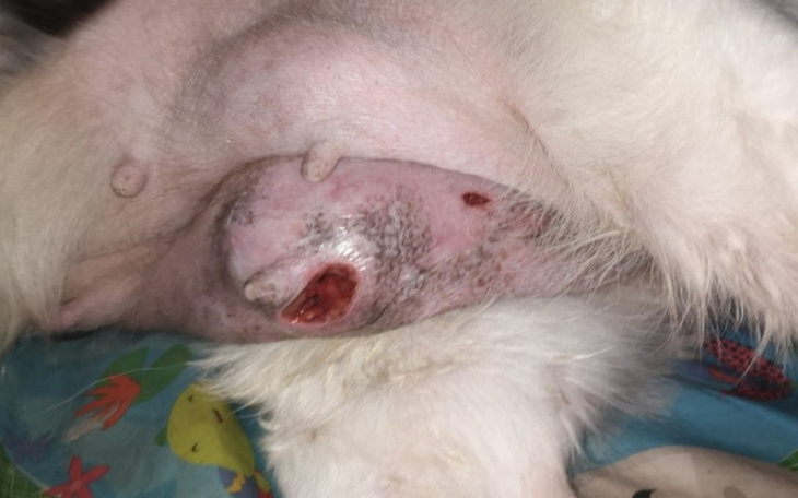 Zbiórka Pomoc Dla Róży - zdjęcie główne