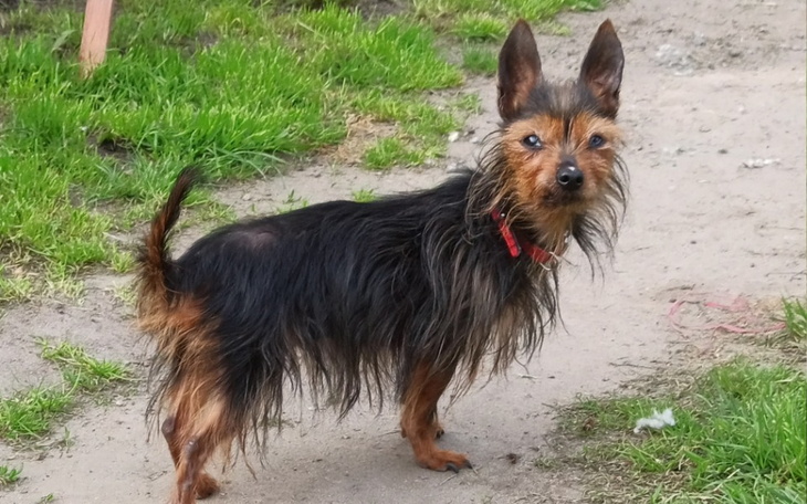 Zbiórka Zaglodzona Lucynka - zdjęcie główne